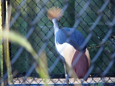 [Back side of crane displaying the blocks of feather color. There are two white blocks, one dark red block, and one black block. The spray of wheat colored strands are clearly visible.]